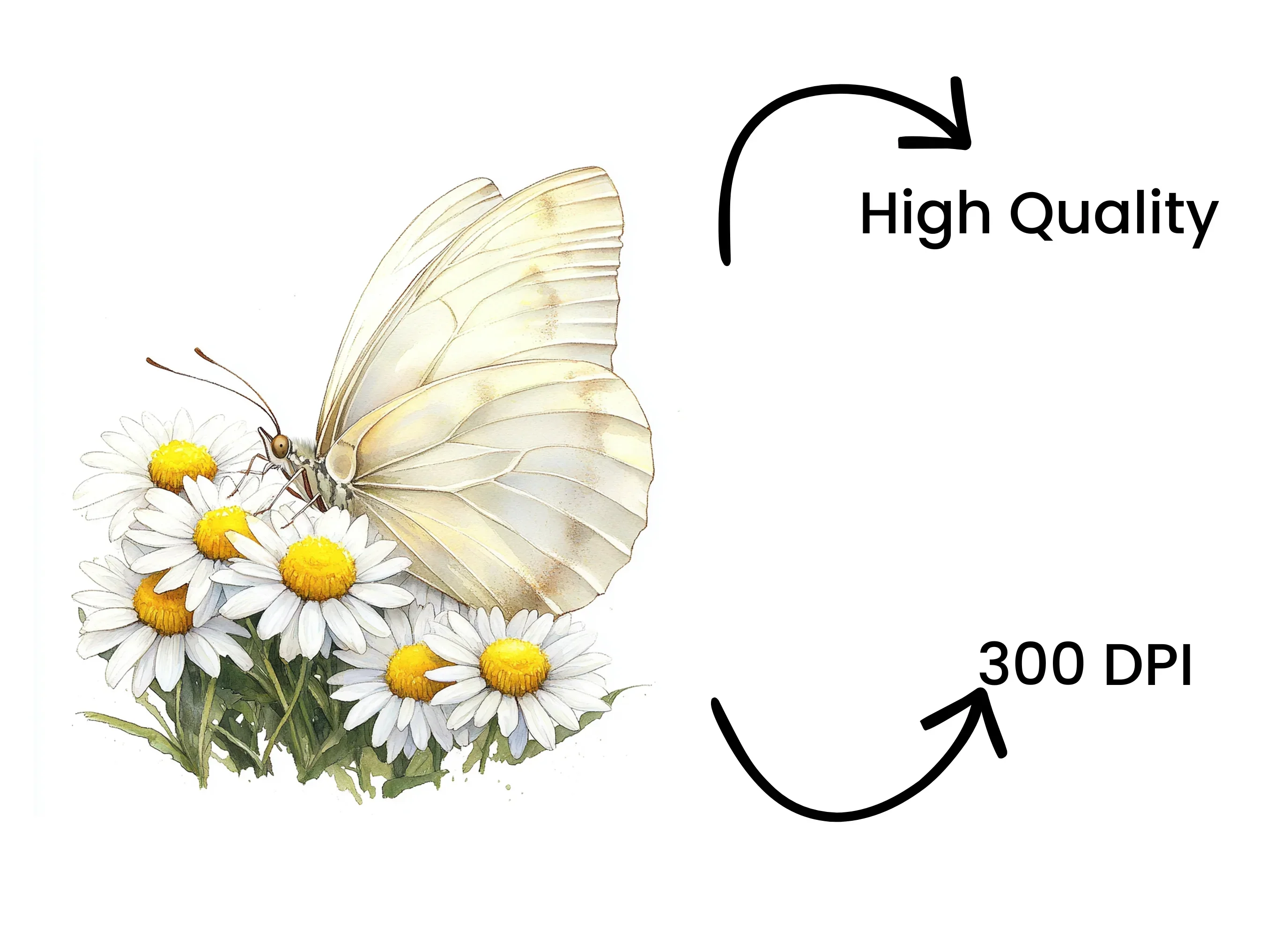 Elegant White Butterfly Daisy Clipart Bundle - Image 4