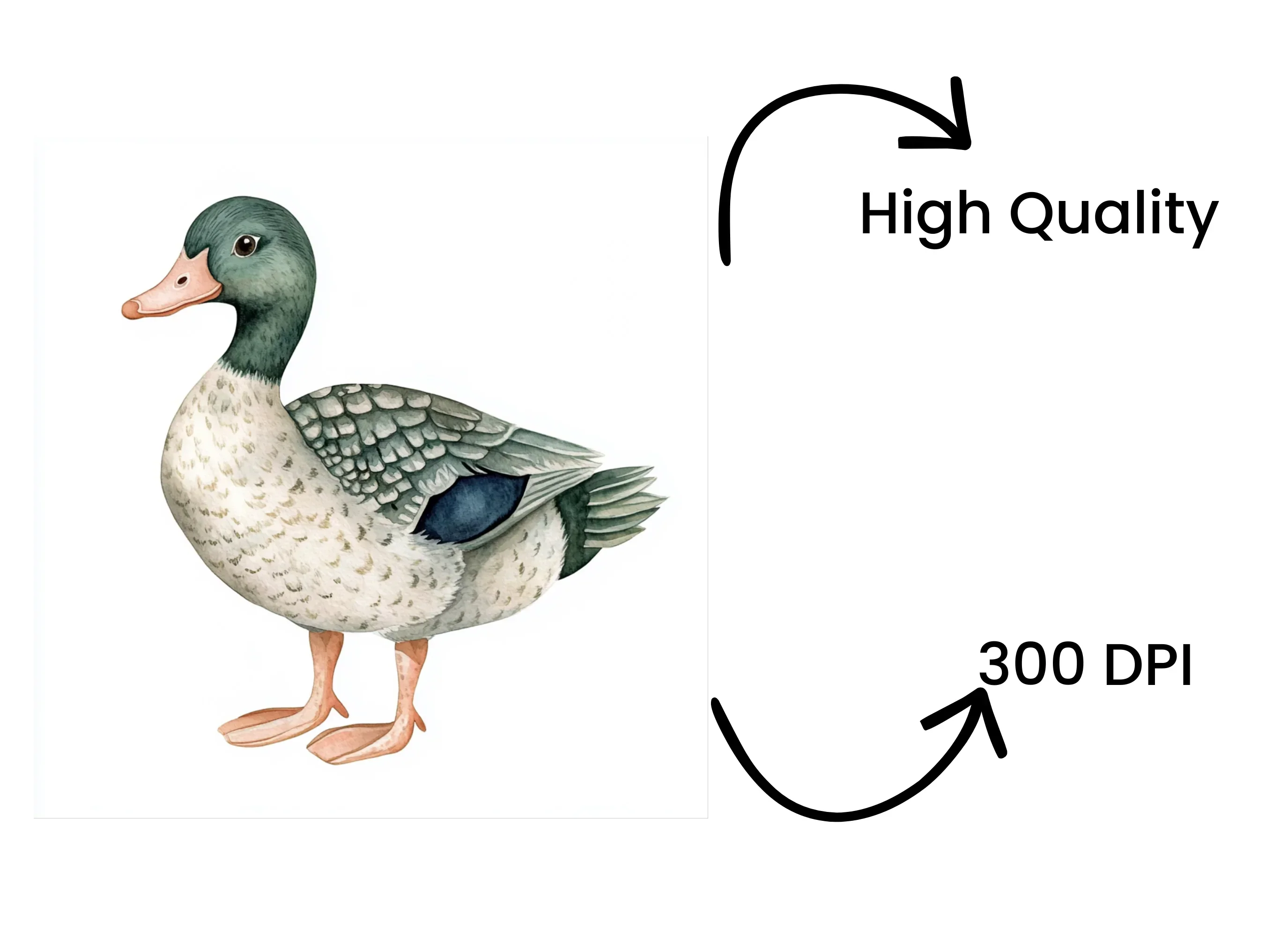Mallard Duck Clipart Bundle - Image 4