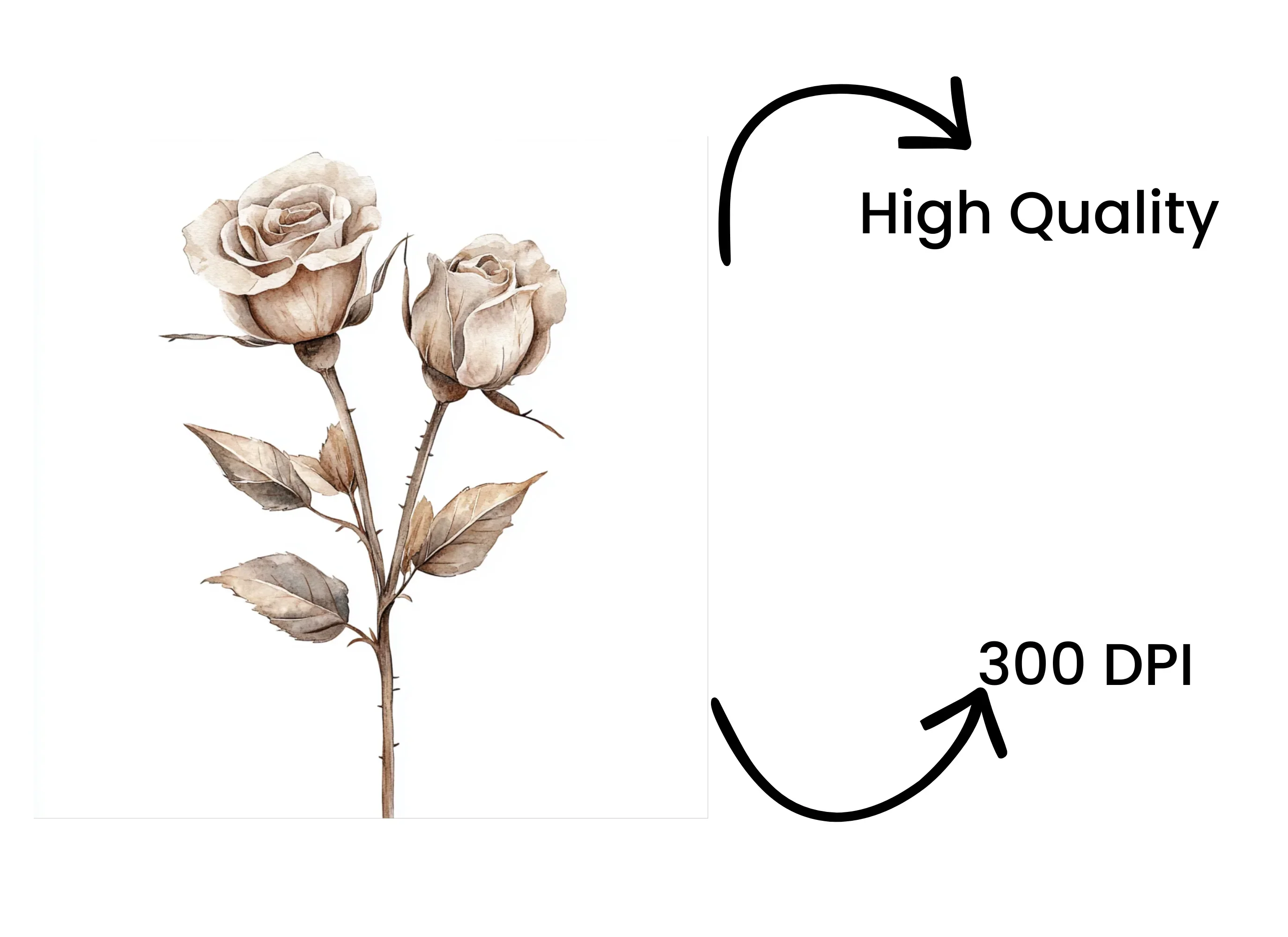 Rose Clipart Bundle - Image 4